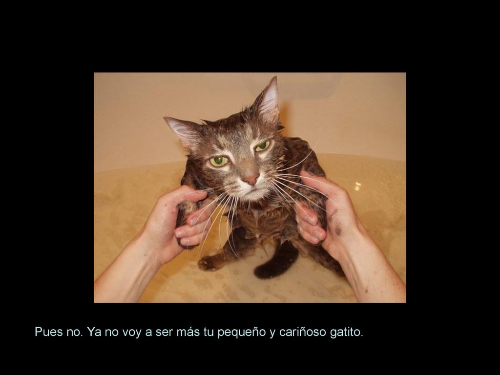 Pues no. Ya no voy a ser más tu pequeño y cariñoso gatito.
