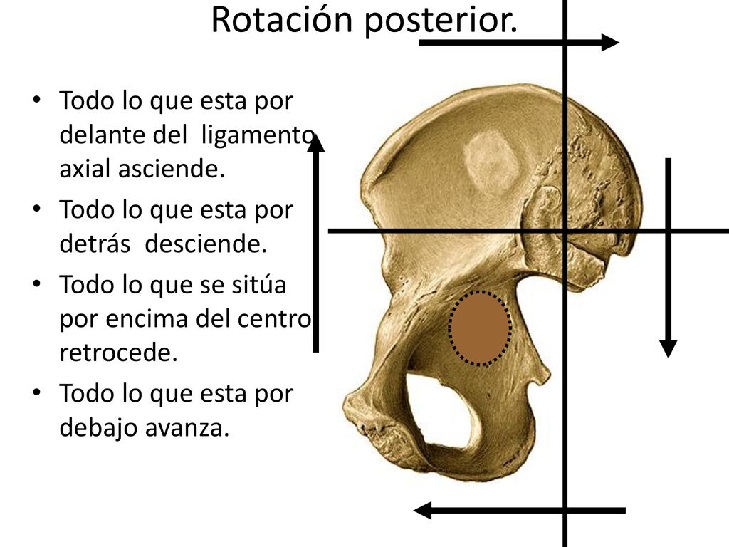 Rotación posterior. Todo lo que esta por delante del ligamento axial asciende. Todo lo que esta por detrás desciende.