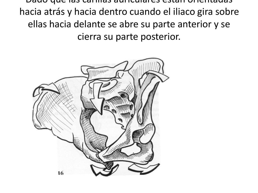 Dado que las carillas auriculares están orientadas hacia atrás y hacia dentro cuando el iliaco gira sobre ellas hacia delante se abre su parte anterior y se cierra su parte posterior.