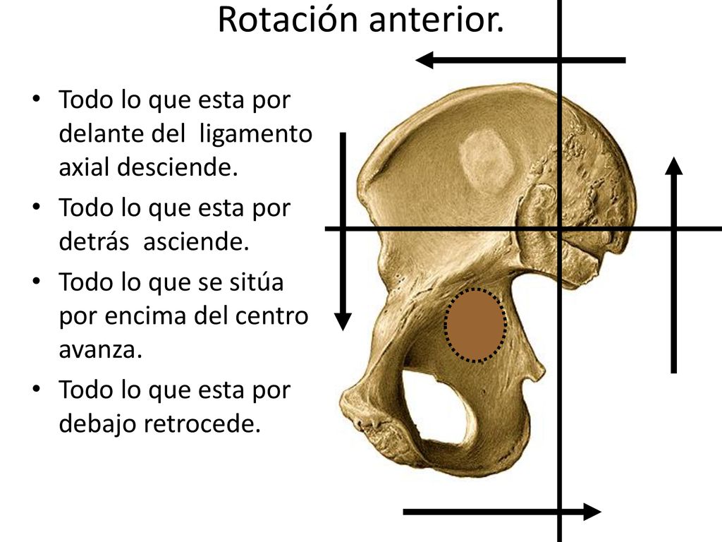 Rotación anterior. Todo lo que esta por delante del ligamento axial desciende. Todo lo que esta por detrás asciende.