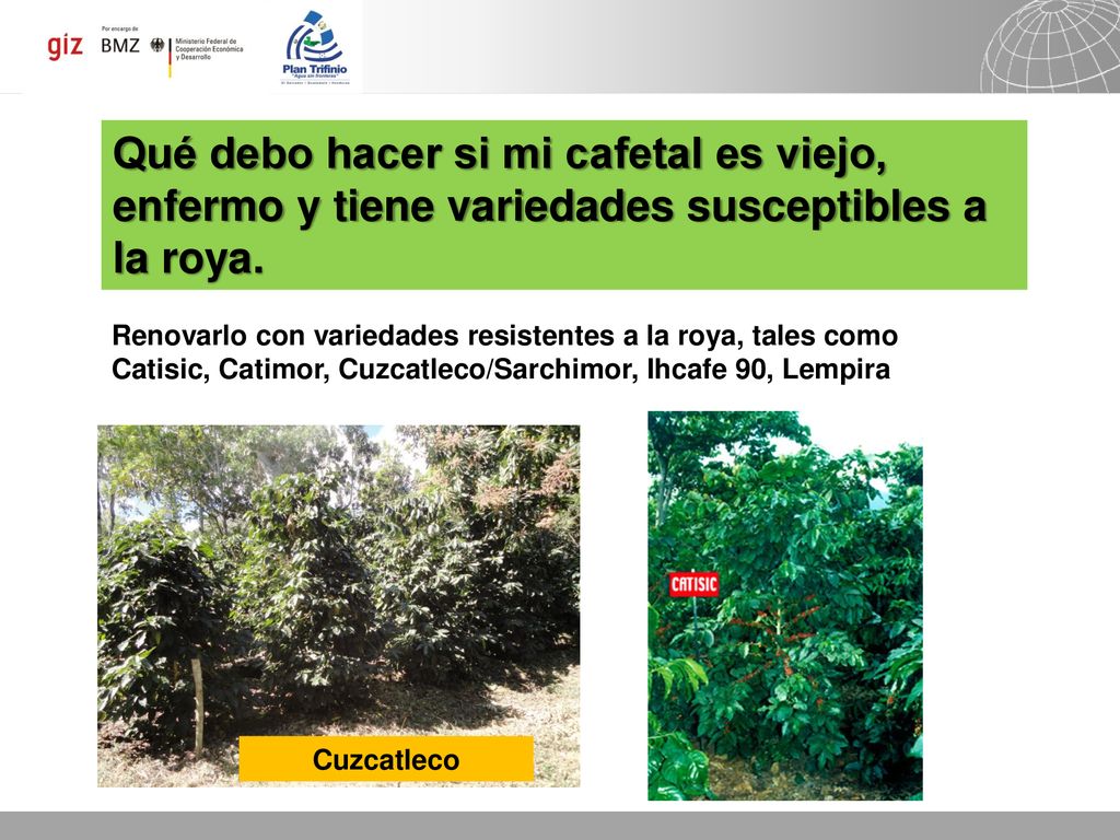 Qué debo hacer si mi cafetal es viejo, enfermo y tiene variedades susceptibles a la roya.