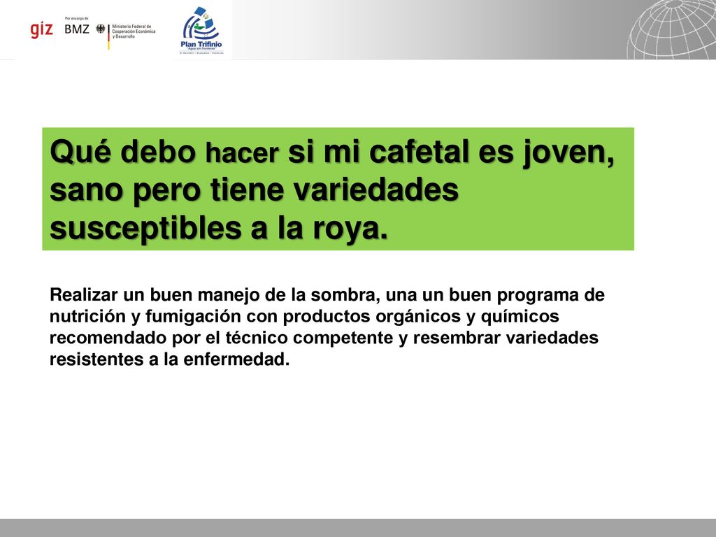 Qué debo hacer si mi cafetal es joven, sano pero tiene variedades susceptibles a la roya.