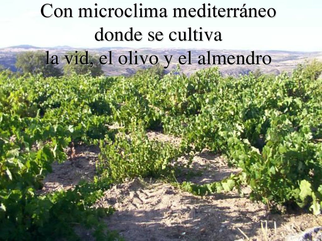 Con microclima mediterráneo donde se cultiva la vid, el olivo y el almendro