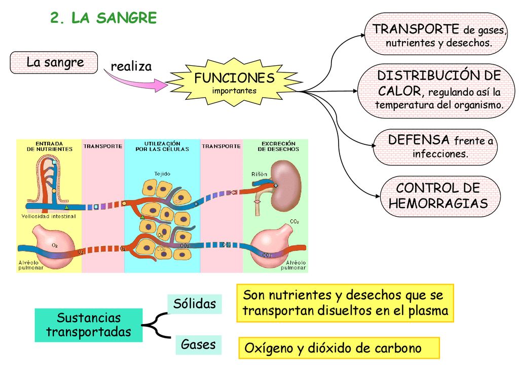 2. LA SANGRE TRANSPORTE de gases, nutrientes y desechos. La sangre