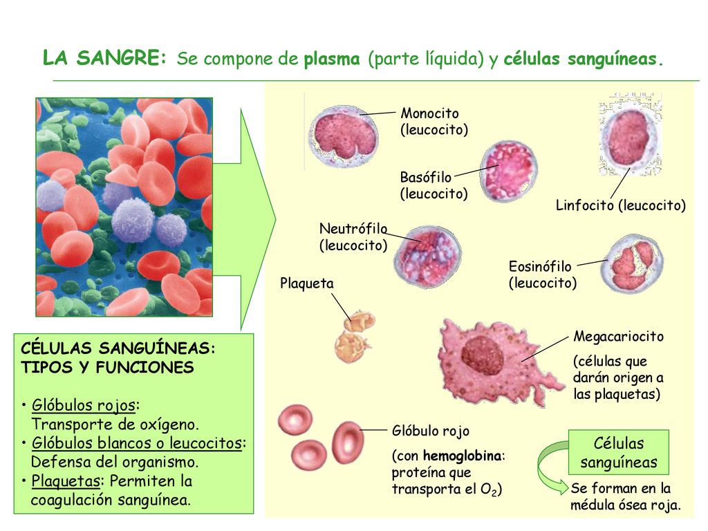 LA SANGRE: Se compone de plasma (parte líquida) y células sanguíneas.