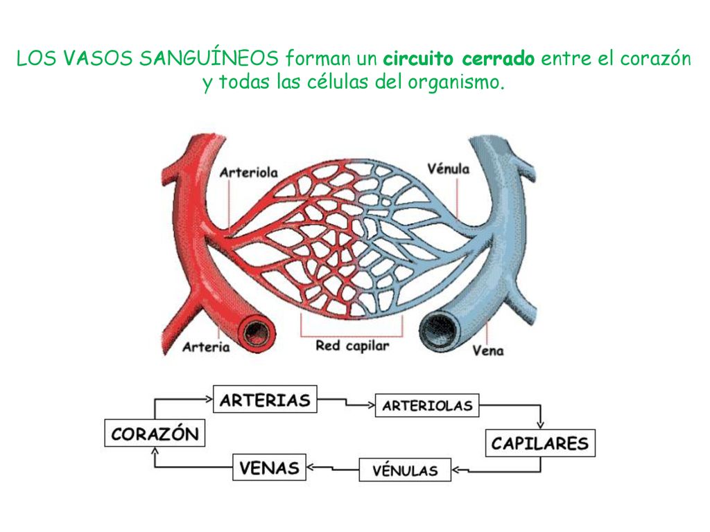 LOS VASOS SANGUÍNEOS forman un circuito cerrado entre el corazón y todas las células del organismo.