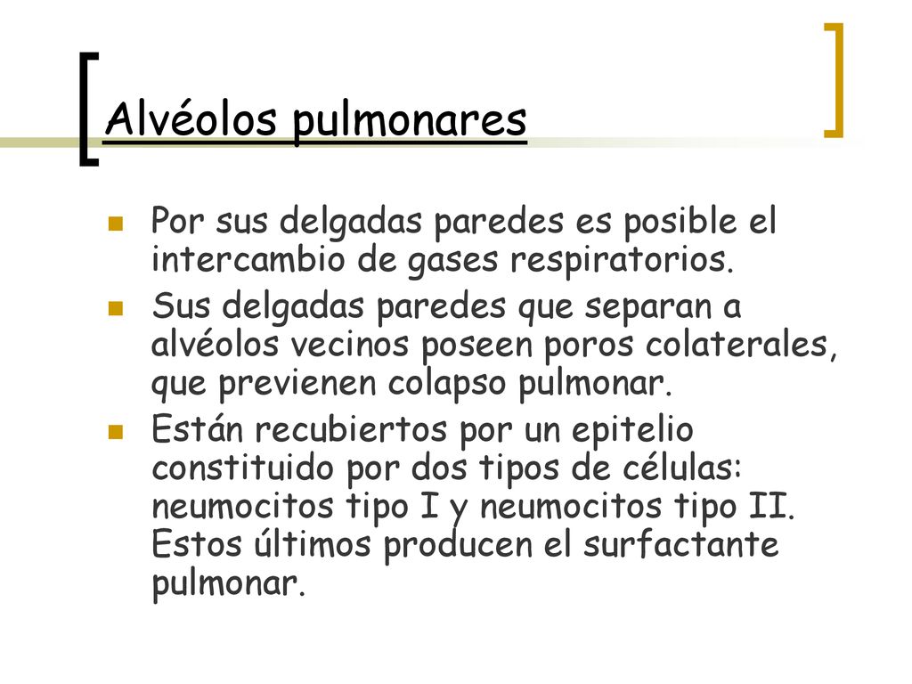 Alvéolos pulmonares Por sus delgadas paredes es posible el intercambio de gases respiratorios.