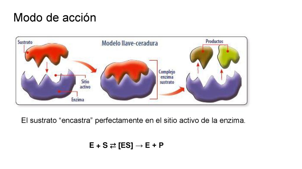 Modo de acción El sustrato encastra perfectamente en el sitio activo de la enzima.