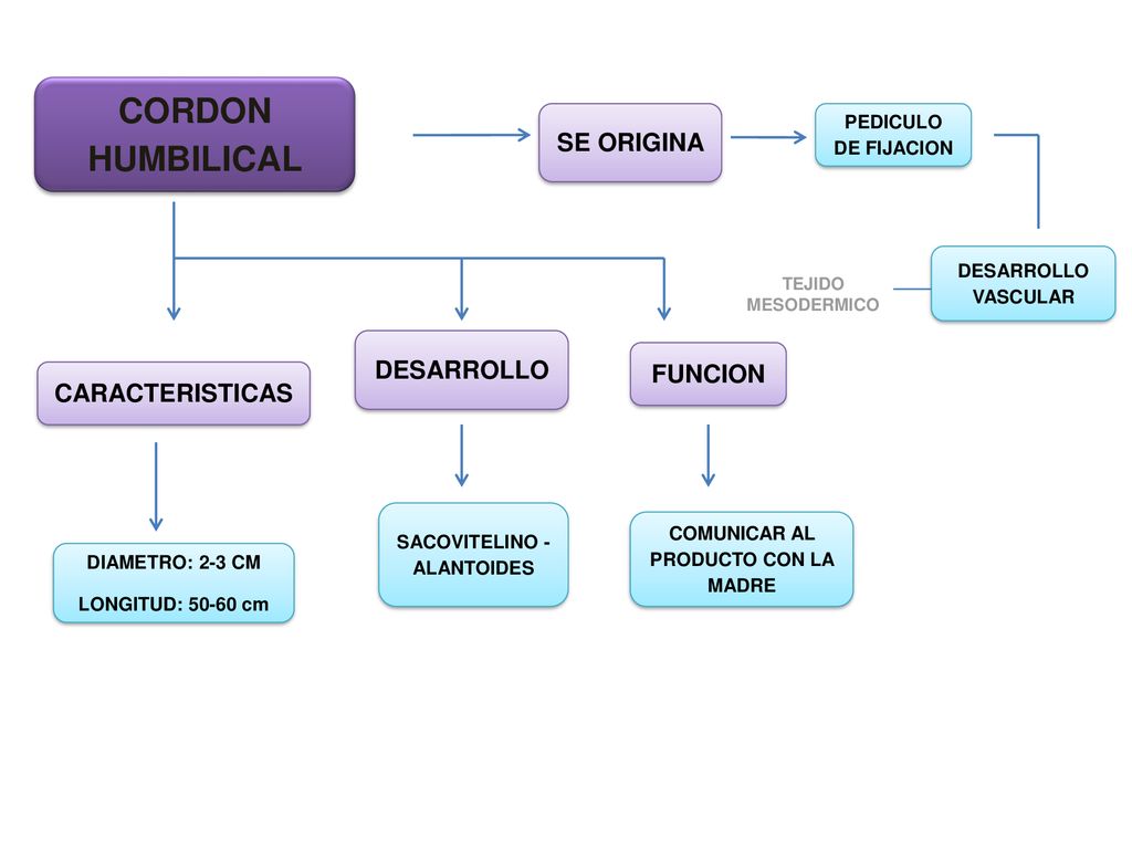 SACOVITELINO - ALANTOIDES COMUNICAR AL PRODUCTO CON LA MADRE