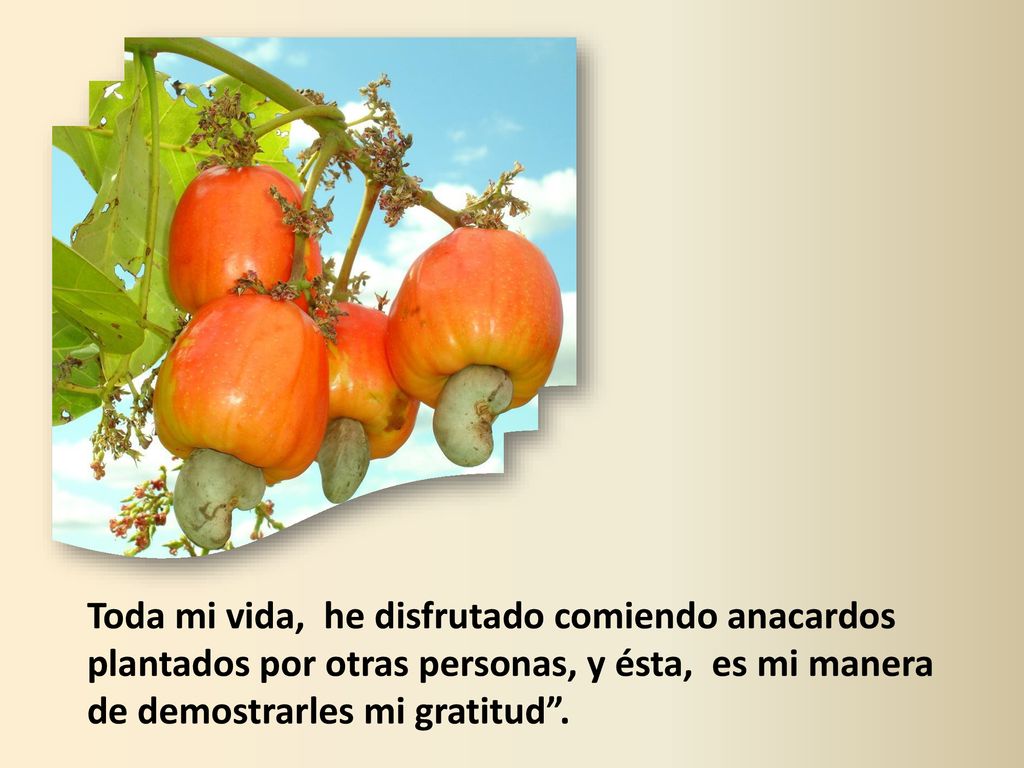 Toda mi vida, he disfrutado comiendo anacardos plantados por otras personas, y ésta, es mi manera de demostrarles mi gratitud .