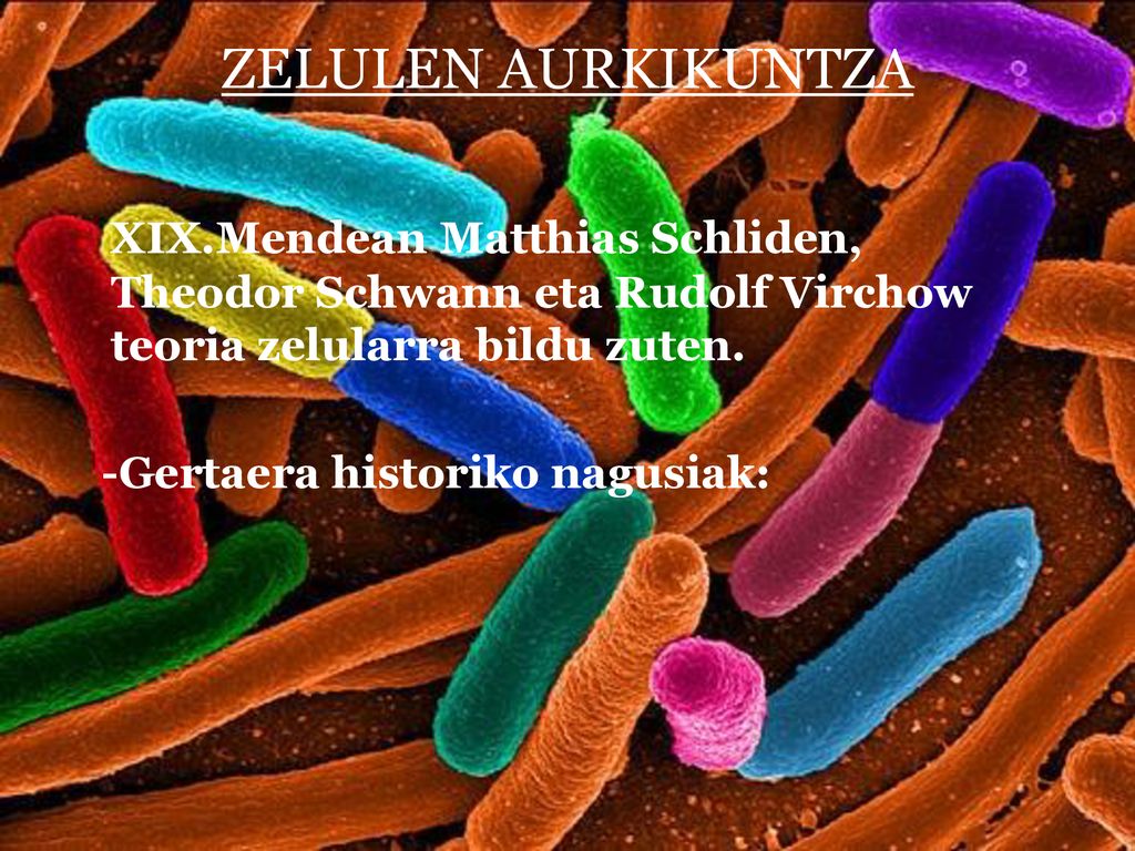ZELULEN AURKIKUNTZA XIX.Mendean Matthias Schliden, Theodor Schwann eta Rudolf Virchow teoria zelularra bildu zuten.