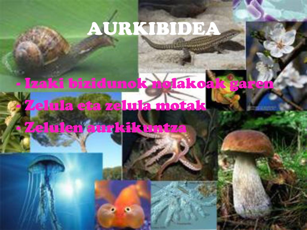 AURKIBIDEA - Izaki bizidunok nolakoak garen - Zelula eta zelula motak