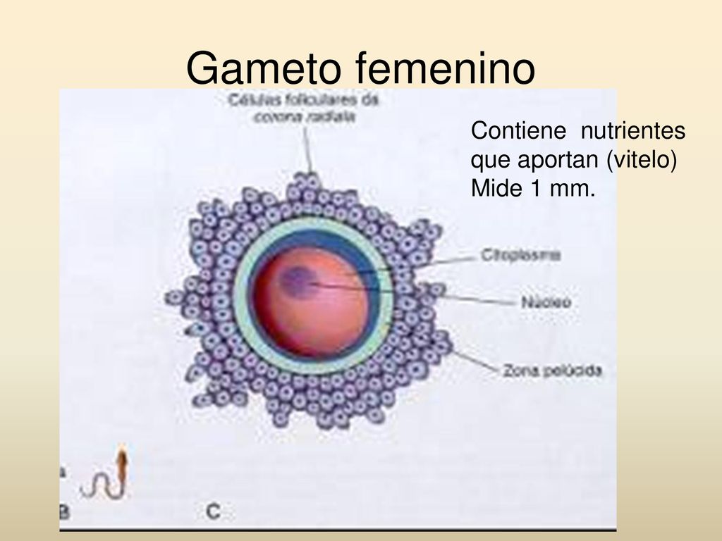 Gameto femenino Contiene nutrientes que aportan (vitelo) Mide 1 mm.