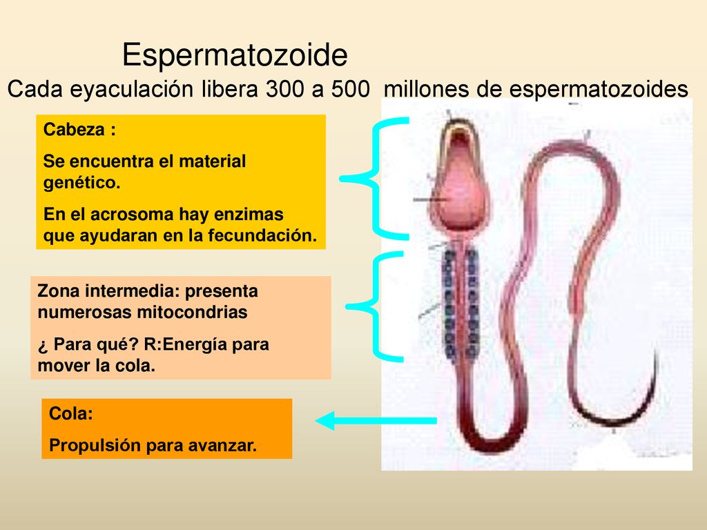 Espermatozoide Cada eyaculación libera 300 a 500 millones de espermatozoides. Cabeza : Se encuentra el material genético.