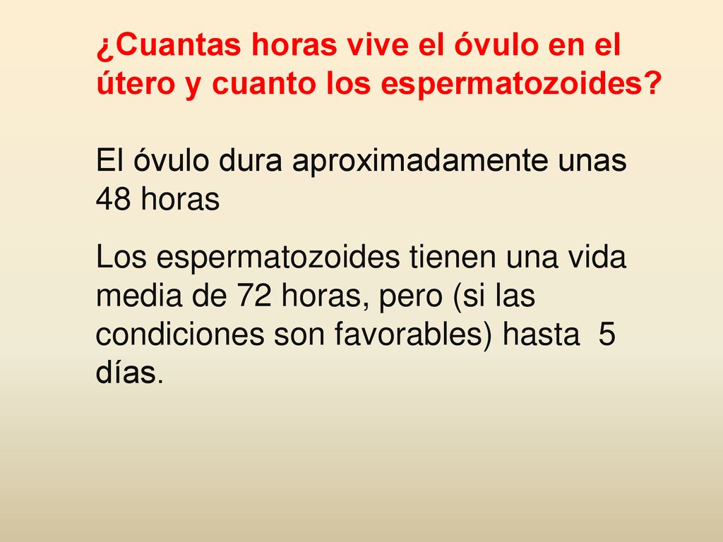 ¿Cuantas horas vive el óvulo en el útero y cuanto los espermatozoides