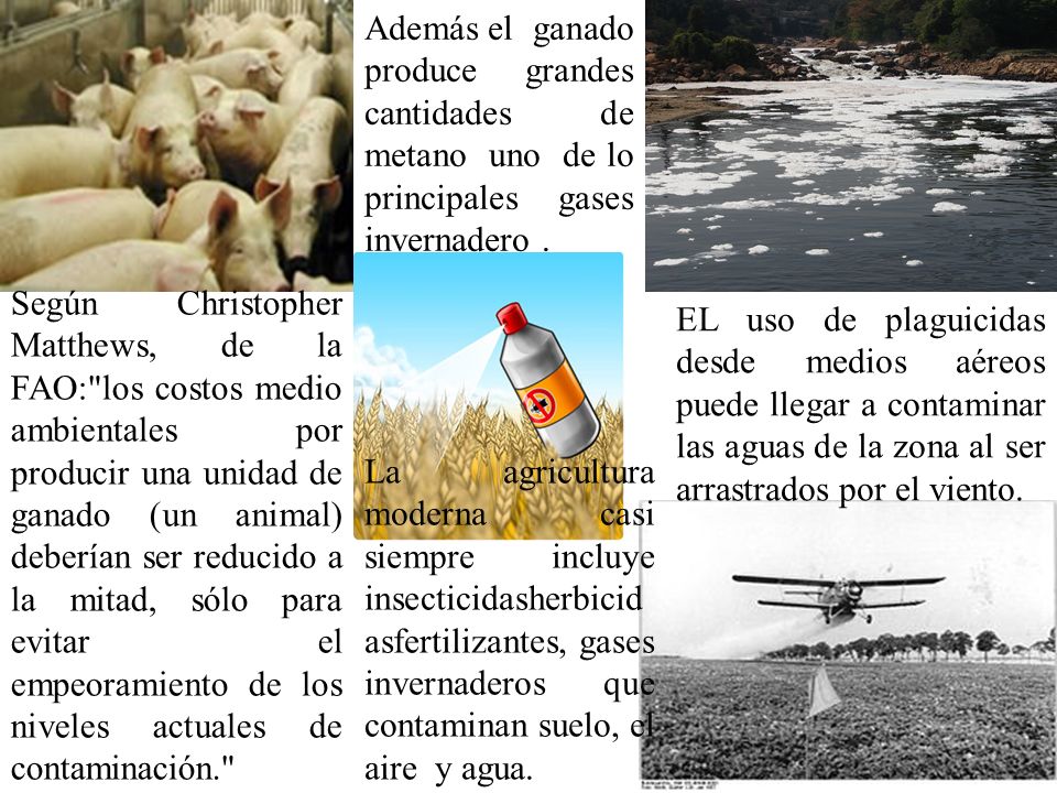 Además el ganado produce grandes cantidades de metano uno de lo principales gases invernadero .