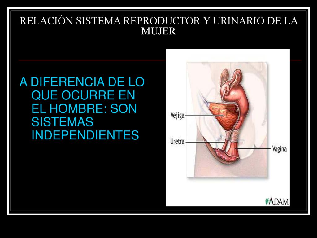 RELACIÓN SISTEMA REPRODUCTOR Y URINARIO DE LA MUJER