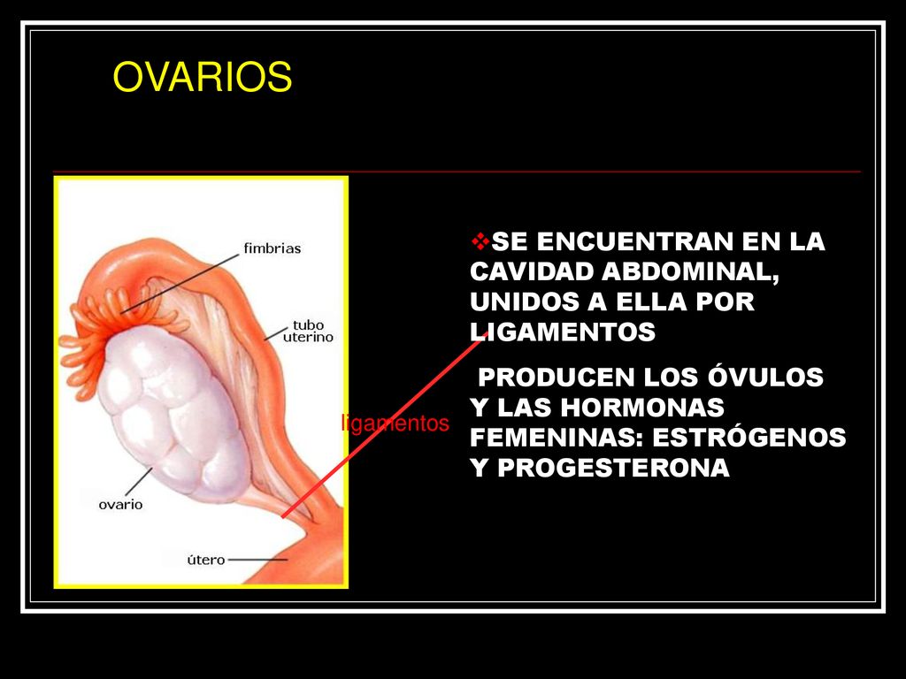 OVARIOS SE ENCUENTRAN EN LA CAVIDAD ABDOMINAL, UNIDOS A ELLA POR LIGAMENTOS. PRODUCEN LOS ÓVULOS Y LAS HORMONAS FEMENINAS: ESTRÓGENOS Y PROGESTERONA.