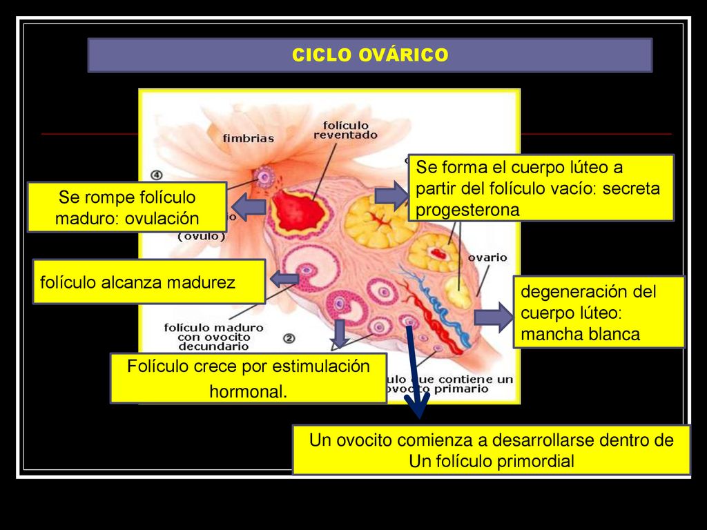 Se forma el cuerpo lúteo a partir del folículo vacío: secreta