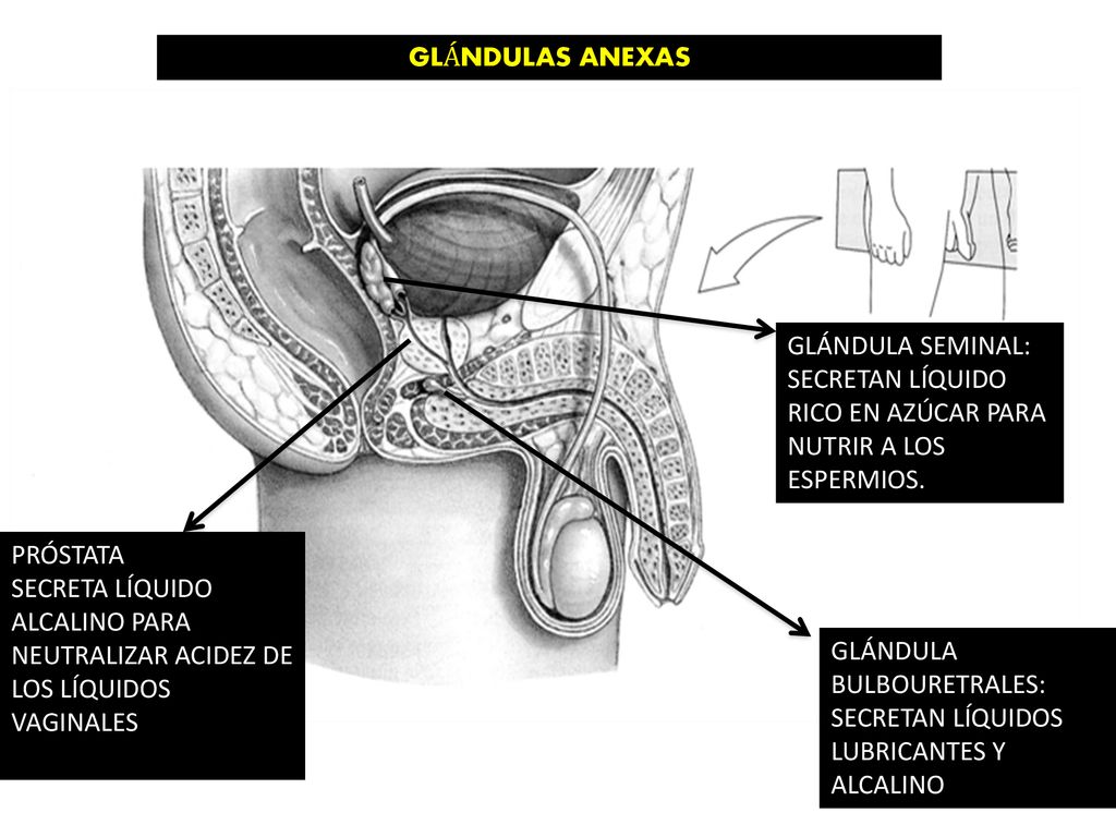 GLÁNDULAS ANEXAS GLÁNDULA SEMINAL: SECRETAN LÍQUIDO RICO EN AZÚCAR PARA NUTRIR A LOS ESPERMIOS. PRÓSTATA.