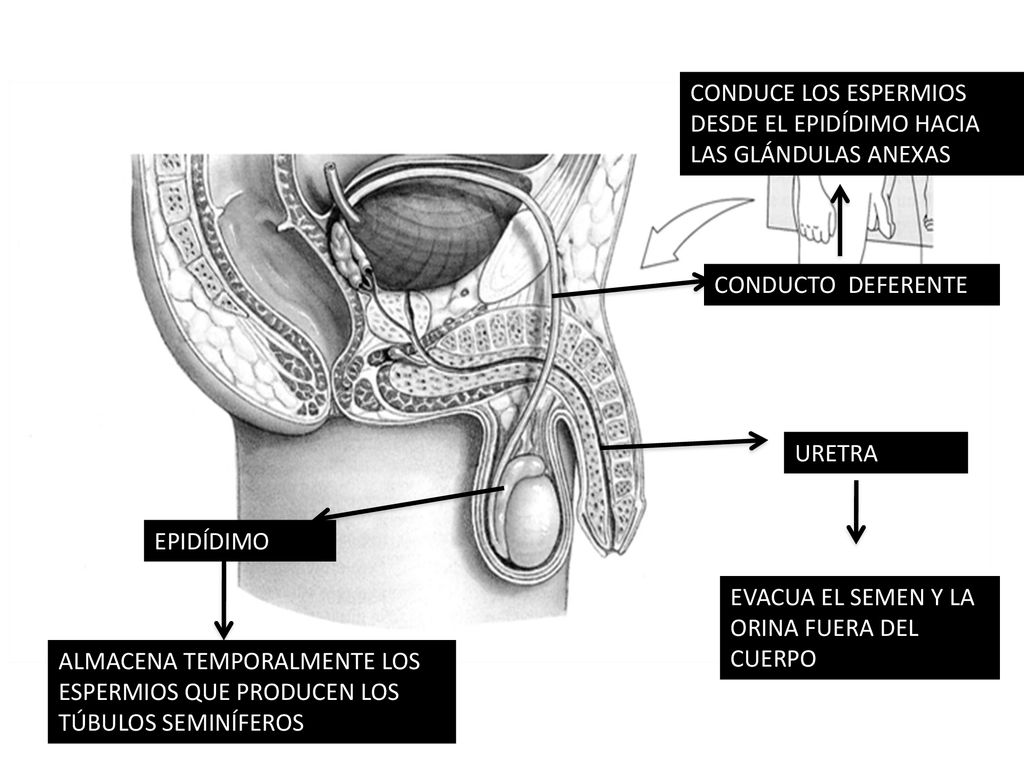 CONDUCE LOS ESPERMIOS DESDE EL EPIDÍDIMO HACIA LAS GLÁNDULAS ANEXAS