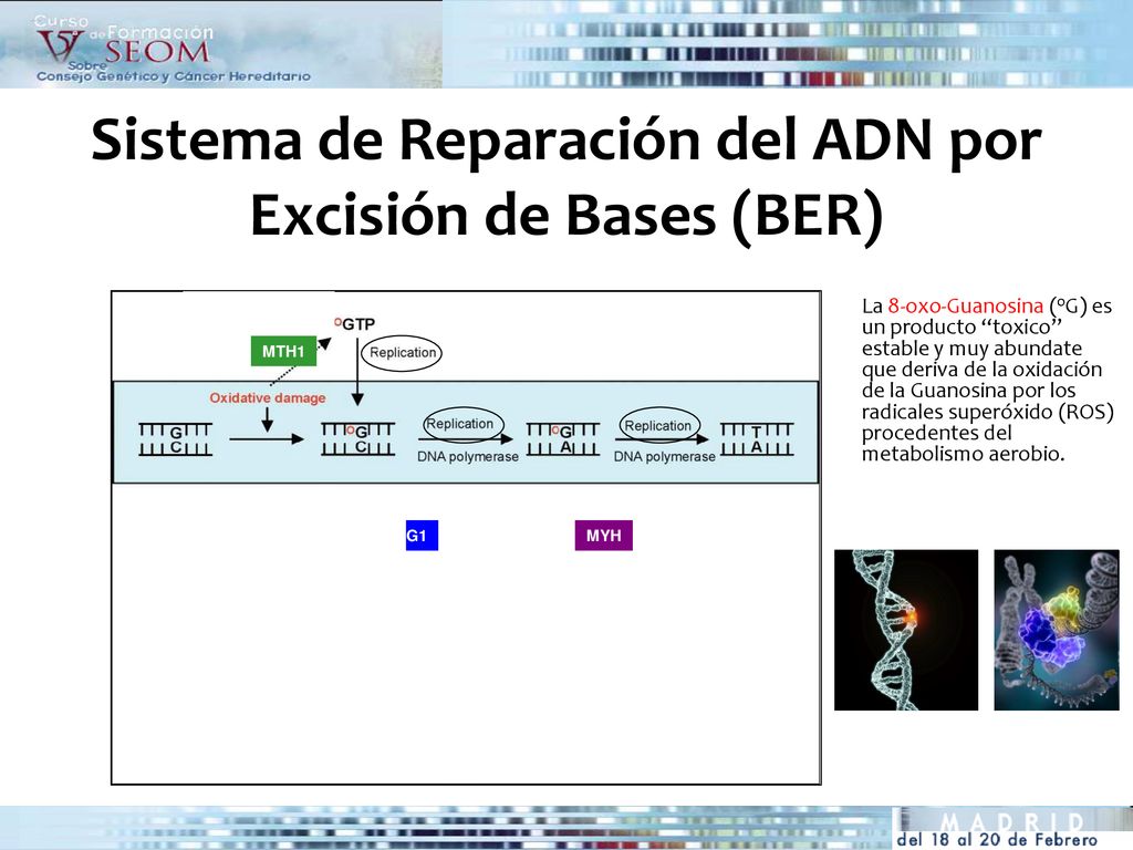 Sistema de Reparación del ADN por Excisión de Bases (BER)