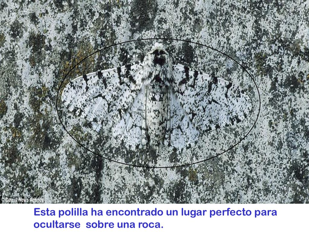 Esta polilla ha encontrado un lugar perfecto para ocultarse sobre una roca.