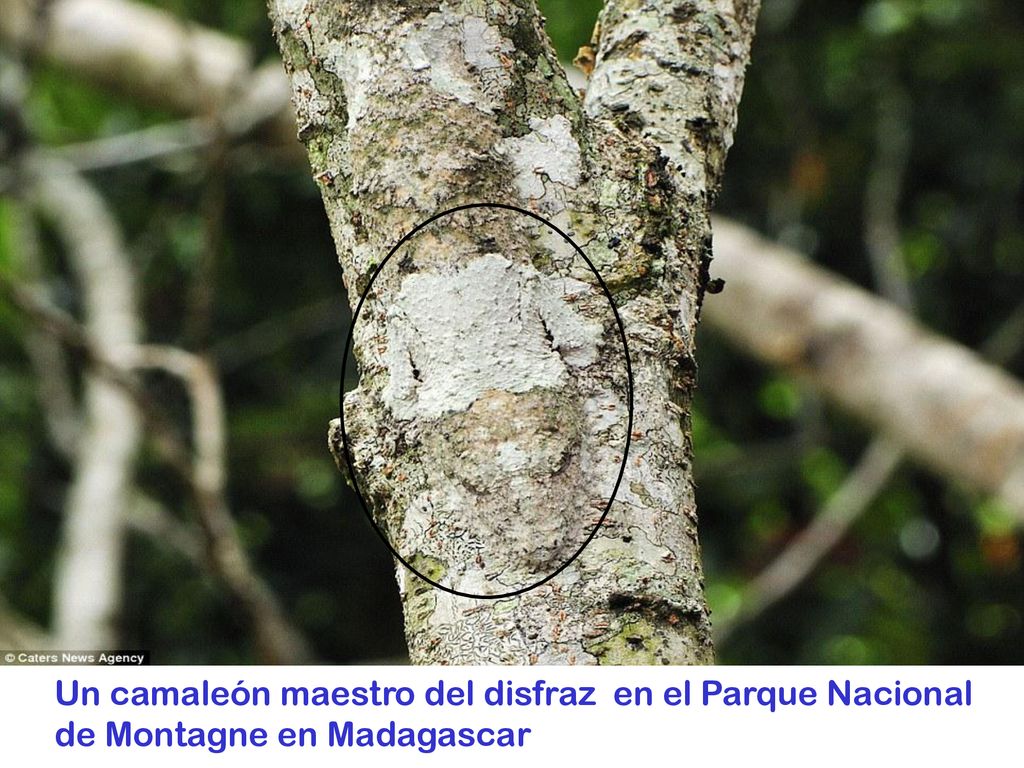 Un camaleón maestro del disfraz en el Parque Nacional de Montagne en Madagascar