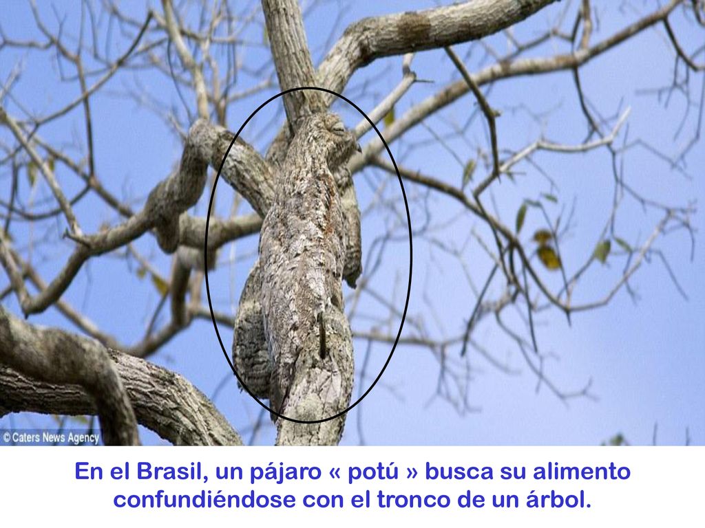 En el Brasil, un pájaro « potú » busca su alimento confundiéndose con el tronco de un árbol.