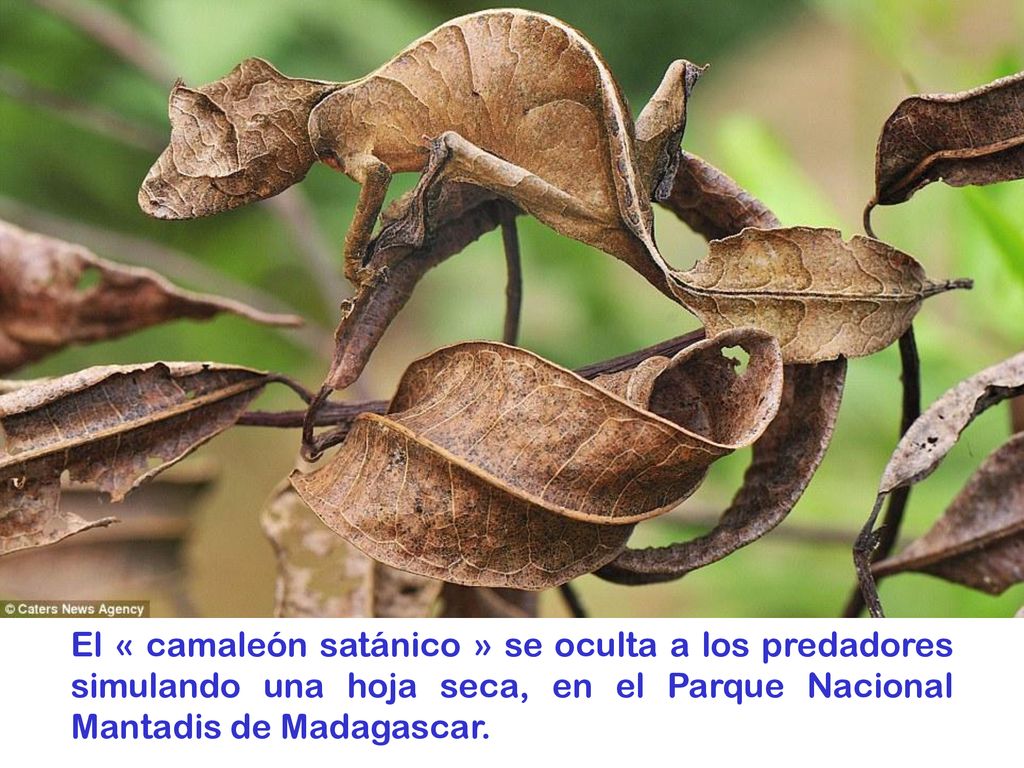 El « camaleón satánico » se oculta a los predadores simulando una hoja seca, en el Parque Nacional Mantadis de Madagascar.