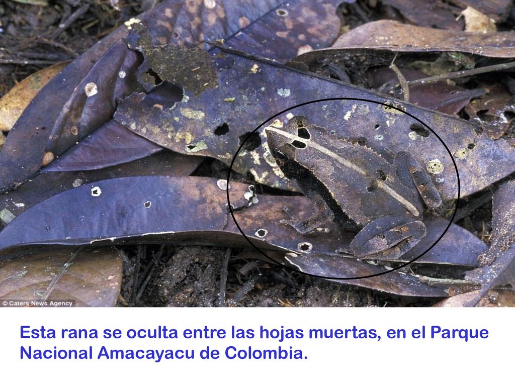 Esta rana se oculta entre las hojas muertas, en el Parque Nacional Amacayacu de Colombia.