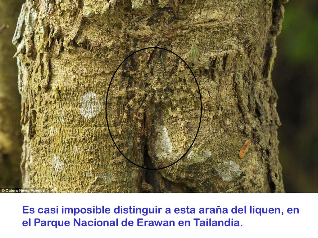 Es casi imposible distinguir a esta araña del líquen, en el Parque Nacional de Erawan en Tailandia.