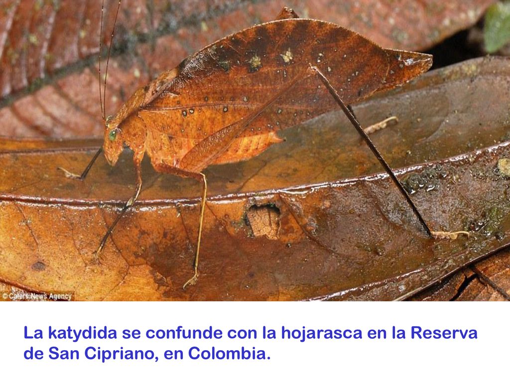 La katydida se confunde con la hojarasca en la Reserva de San Cipriano, en Colombia.
