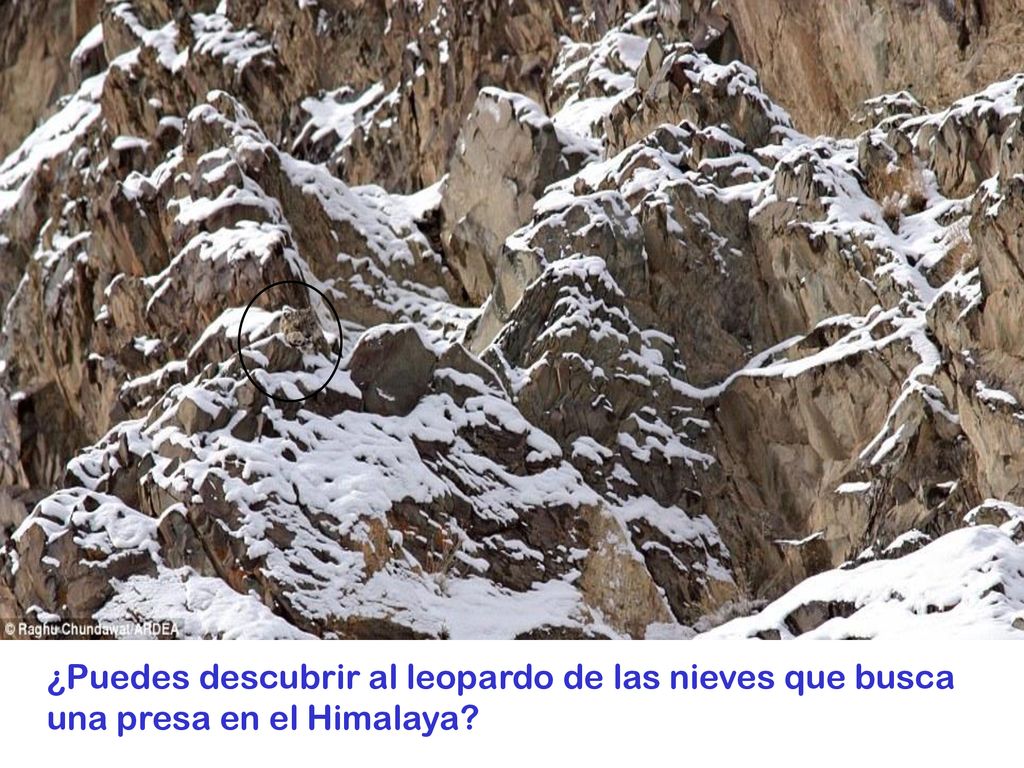 ¿Puedes descubrir al leopardo de las nieves que busca una presa en el Himalaya