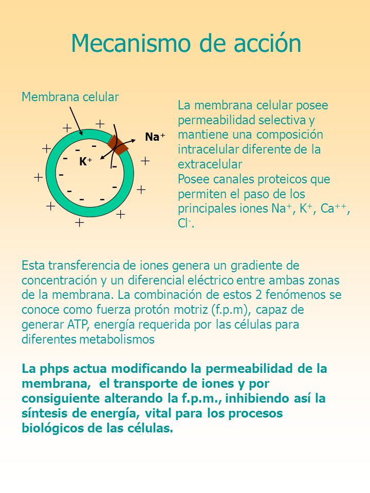 Mecanismo de acción