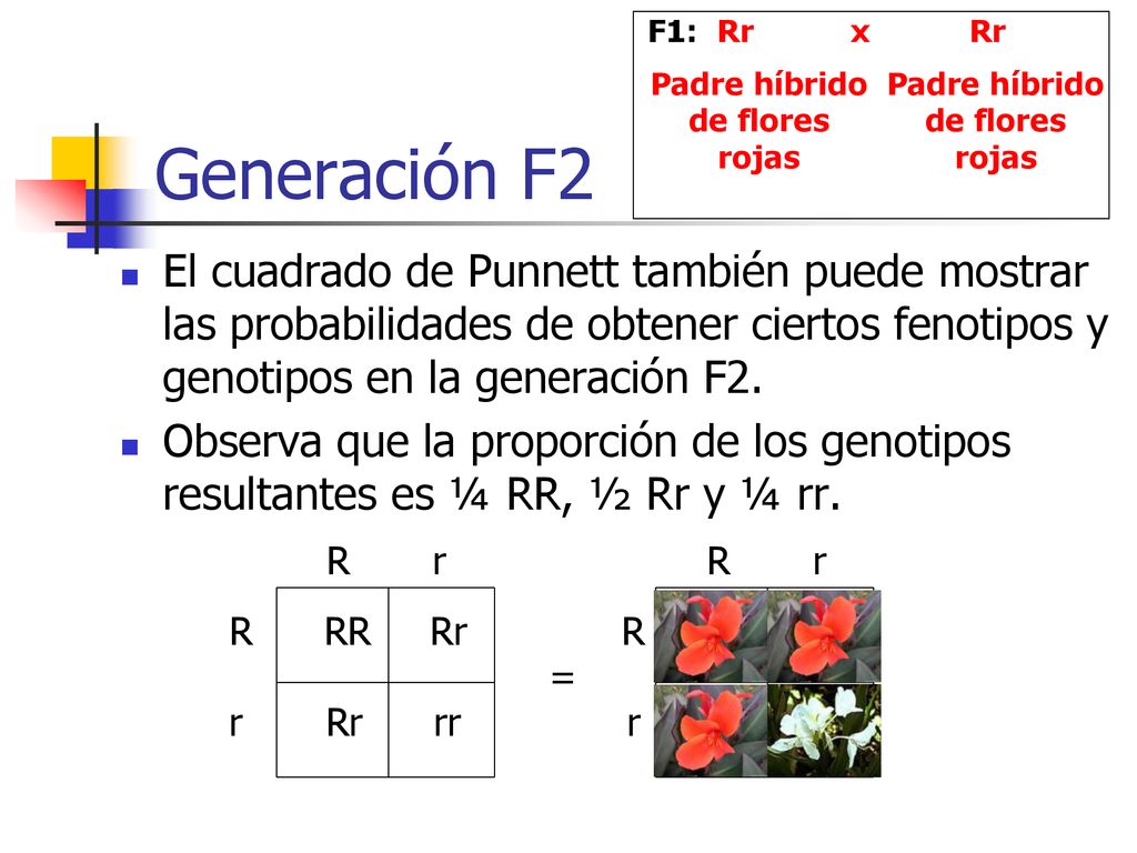 Generación F2 El cuadrado de Punnett también puede mostrar las probabilidades de obtener ciertos fenotipos y genotipos en la generación F2.