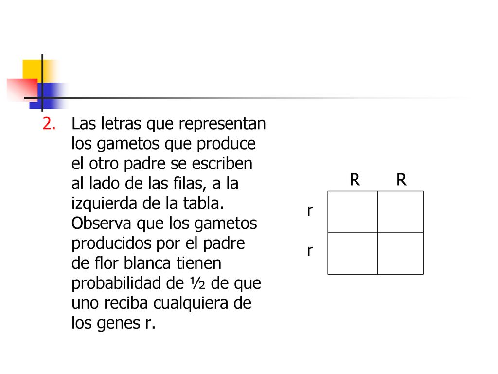 Las letras que representan los gametos que produce el otro padre se escriben al lado de las filas, a la izquierda de la tabla. Observa que los gametos producidos por el padre de flor blanca tienen probabilidad de ½ de que uno reciba cualquiera de los genes r.