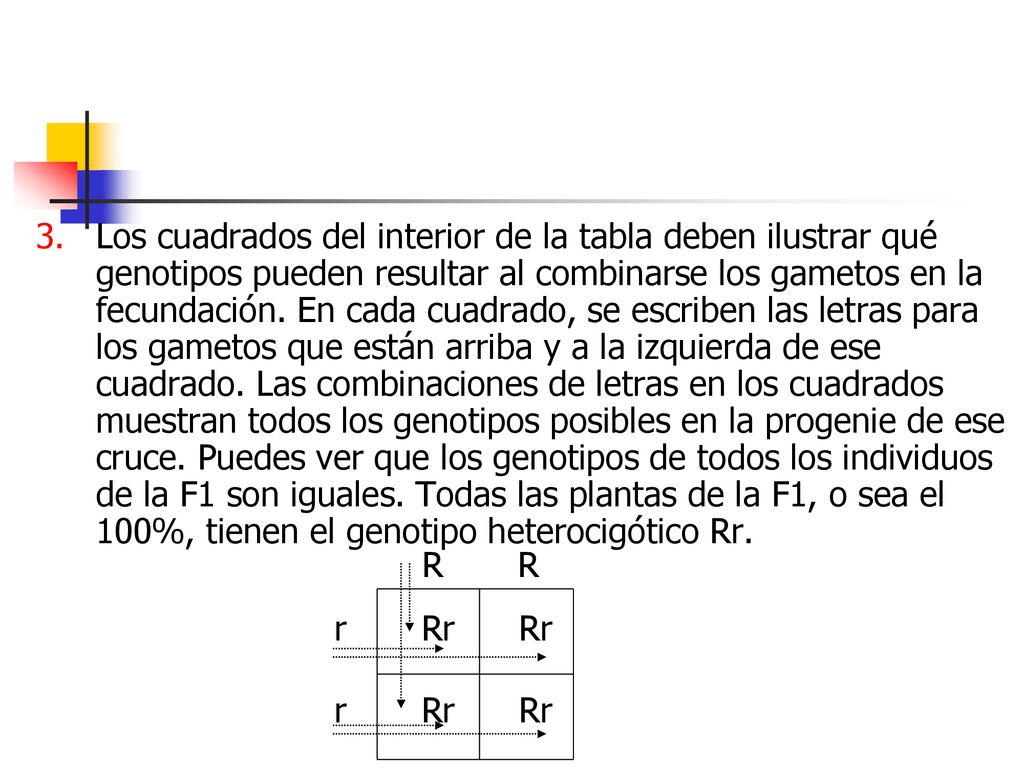 Los cuadrados del interior de la tabla deben ilustrar qué genotipos pueden resultar al combinarse los gametos en la fecundación. En cada cuadrado, se escriben las letras para los gametos que están arriba y a la izquierda de ese cuadrado. Las combinaciones de letras en los cuadrados muestran todos los genotipos posibles en la progenie de ese cruce. Puedes ver que los genotipos de todos los individuos de la F1 son iguales. Todas las plantas de la F1, o sea el 100%, tienen el genotipo heterocigótico Rr.