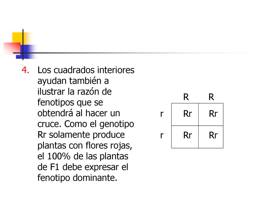 Los cuadrados interiores ayudan también a ilustrar la razón de fenotipos que se obtendrá al hacer un cruce. Como el genotipo Rr solamente produce plantas con flores rojas, el 100% de las plantas de F1 debe expresar el fenotipo dominante.