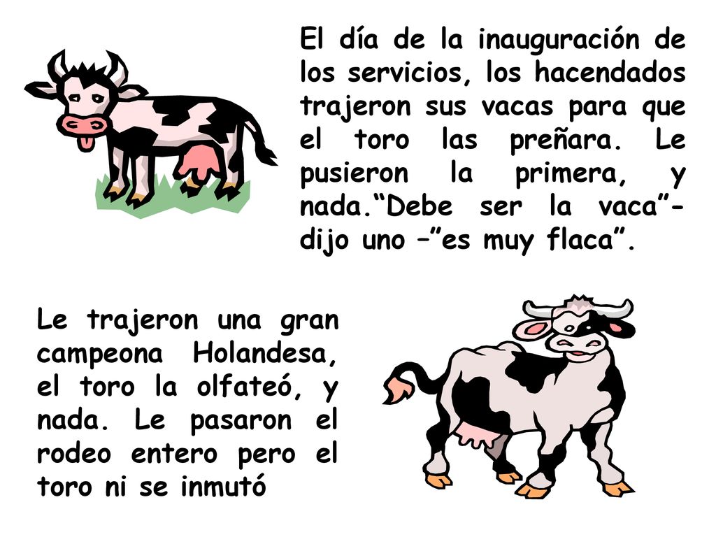 El día de la inauguración de los servicios, los hacendados trajeron sus vacas para que el toro las preñara. Le pusieron la primera, y nada. Debe ser la vaca - dijo uno – es muy flaca .