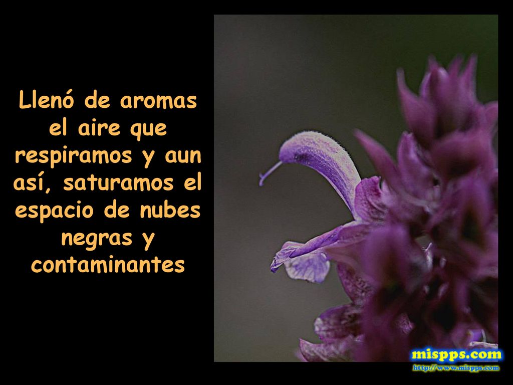 Llenó de aromas el aire que respiramos y aun así, saturamos el espacio de nubes negras y contaminantes