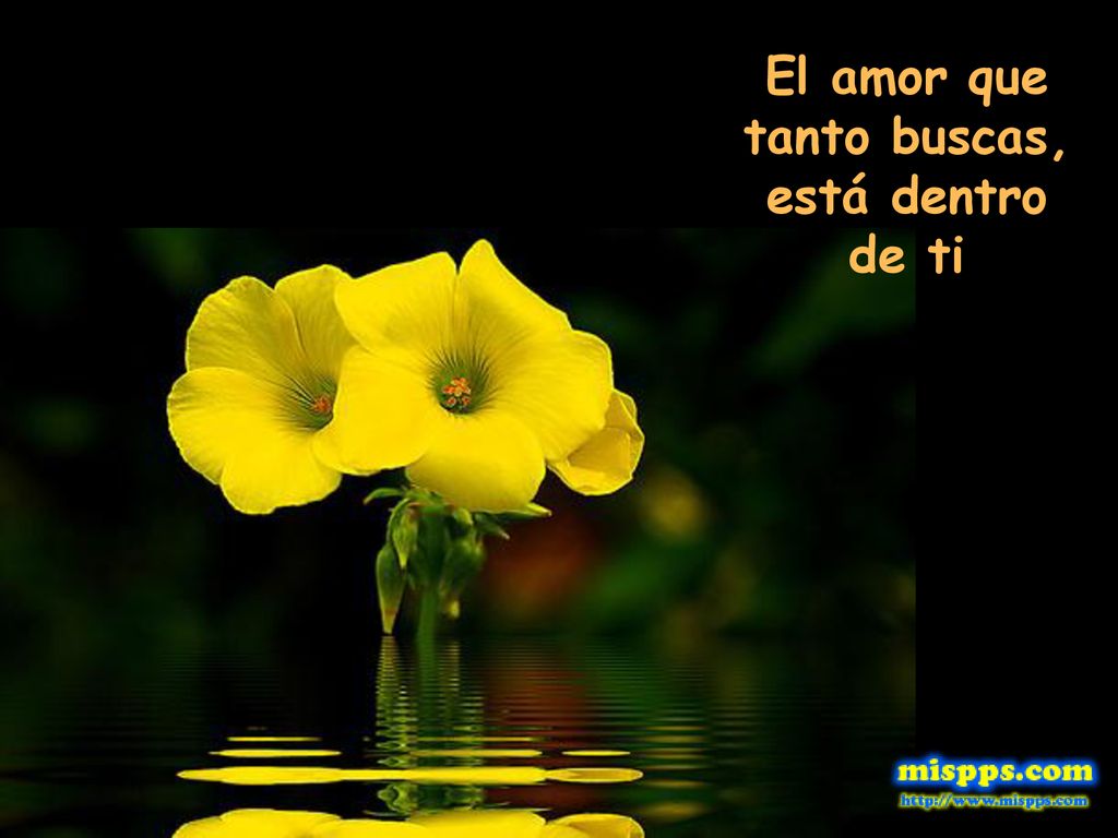 El amor que tanto buscas, está dentro de ti