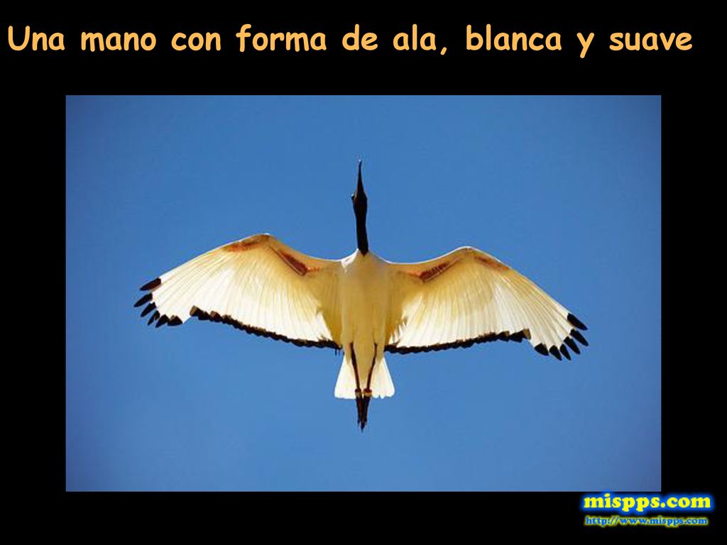 Una mano con forma de ala, blanca y suave