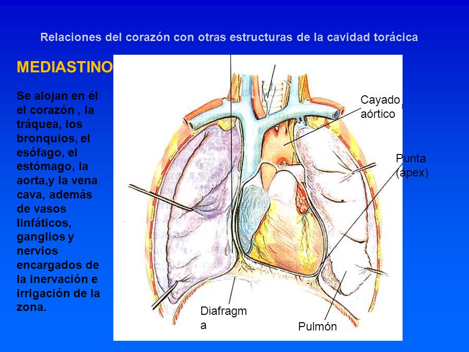 Relaciones del corazón con otras estructuras de la cavidad torácica