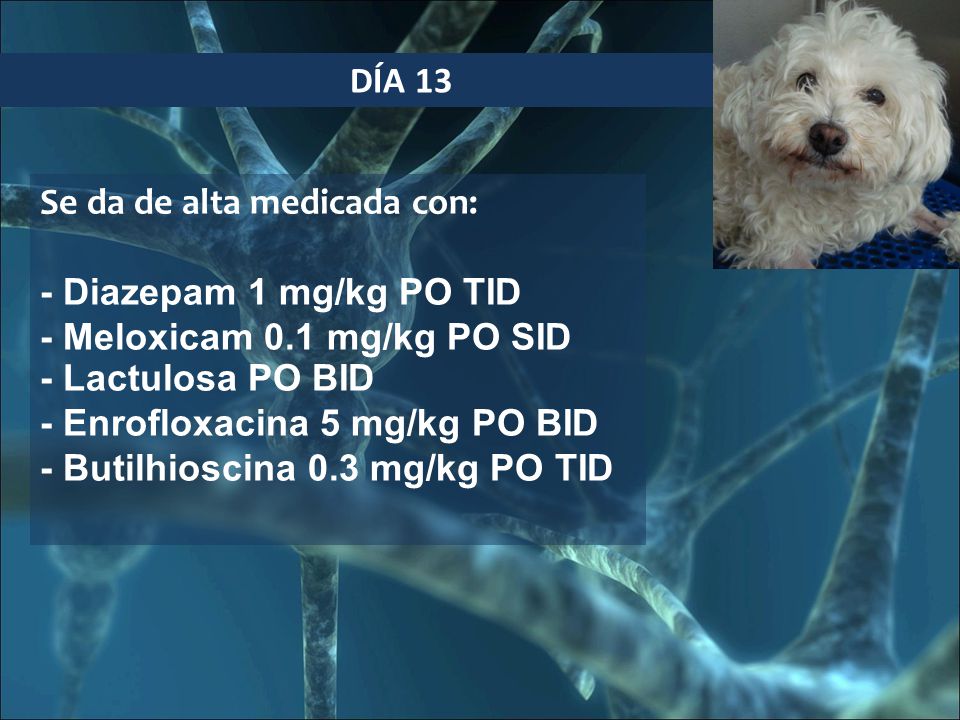 DÍA 13 Se da de alta medicada con: - Diazepam 1 mg/kg PO TID. - Meloxicam 0.1 mg/kg PO SID. - Lactulosa PO BID.