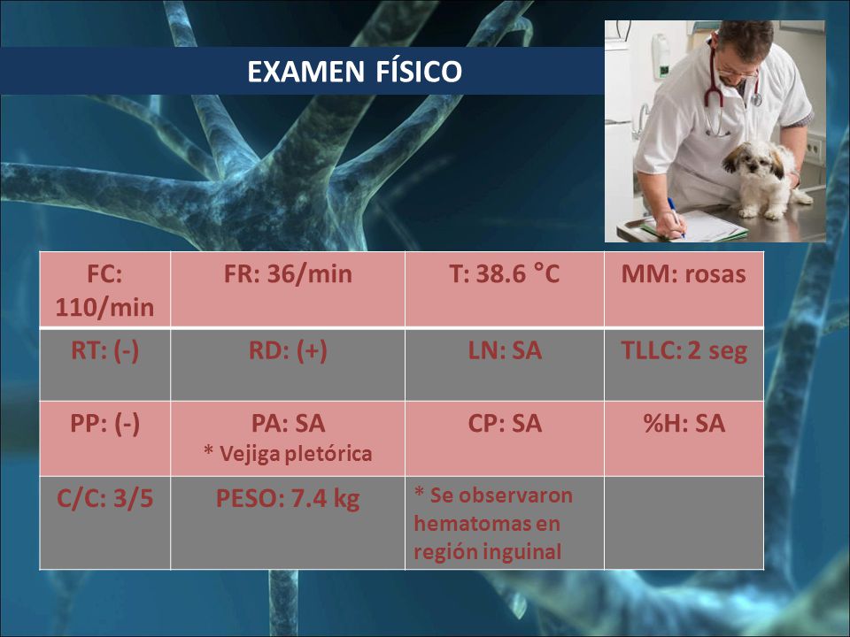EXAMEN FÍSICO FC: 110/min FR: 36/min T: 38.6 °C MM: rosas RT: (-)