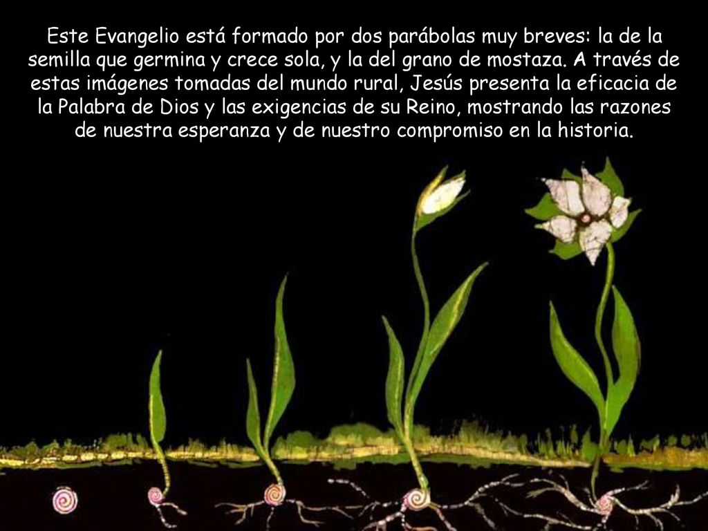 Este Evangelio está formado por dos parábolas muy breves: la de la semilla que germina y crece sola, y la del grano de mostaza.