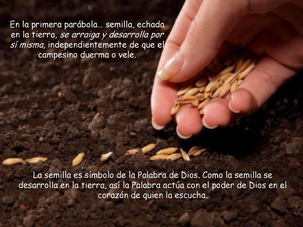 En la primera parábola… semilla, echada en la tierra, se arraiga y desarrolla por sí misma, independientemente de que el campesino duerma o vele.