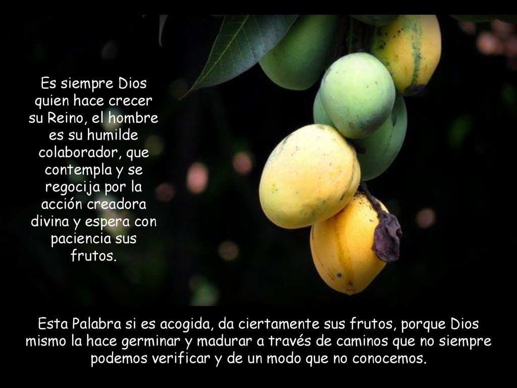 Es siempre Dios quien hace crecer su Reino, el hombre es su humilde colaborador, que contempla y se regocija por la acción creadora divina y espera con paciencia sus frutos.