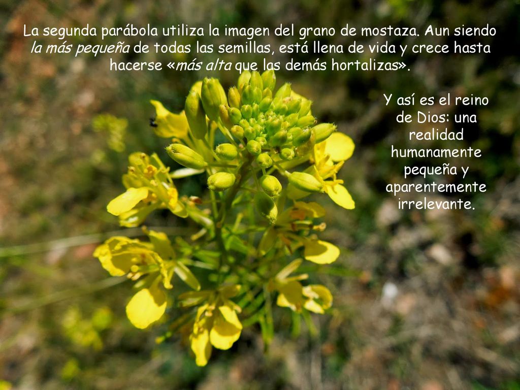 La segunda parábola utiliza la imagen del grano de mostaza